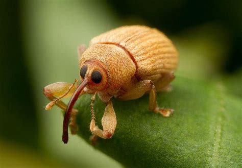 weevil time .